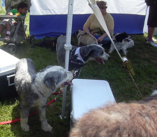 /images/events/11/Bark in the Park 2008 015.jpg